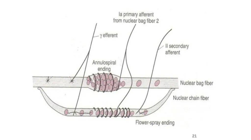 Spinal cord reflexes Lecture1 and 2 Mustafa - slide 22 of 53