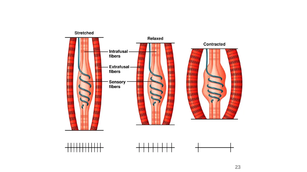 Spinal cord reflexes Lecture1 and 2 Mustafa - slide 24 of 53