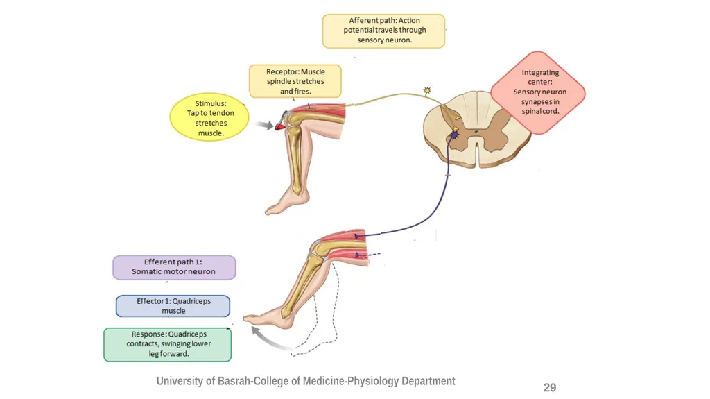 Spinal cord reflexes Lecture1 and 2 Mustafa - slide 30 of 53