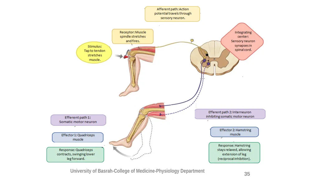 Spinal cord reflexes Lecture1 and 2 Mustafa - slide 36 of 53