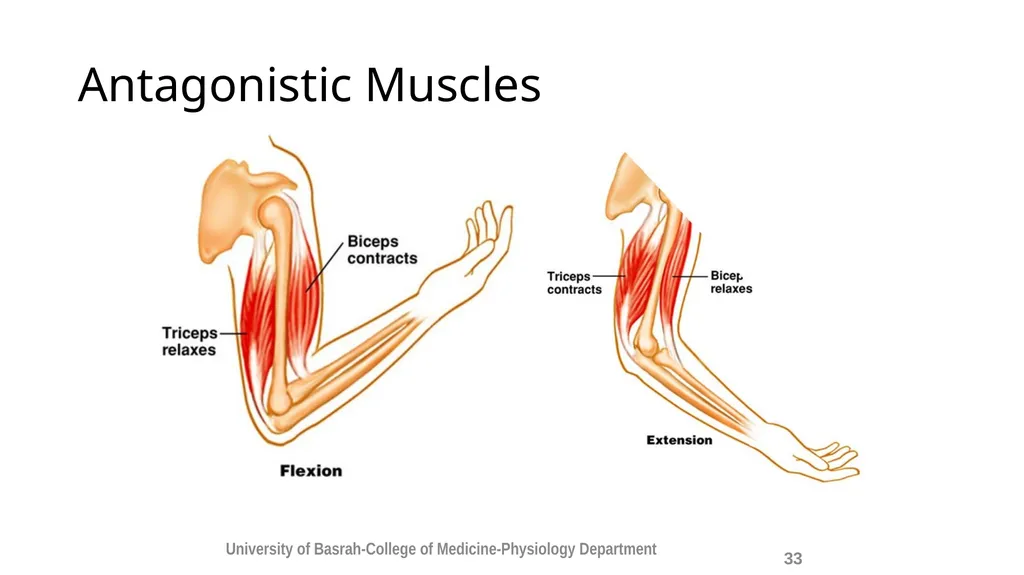 Spinal cord reflexes Lecture1 and 2 Mustafa - slide 34 of 53