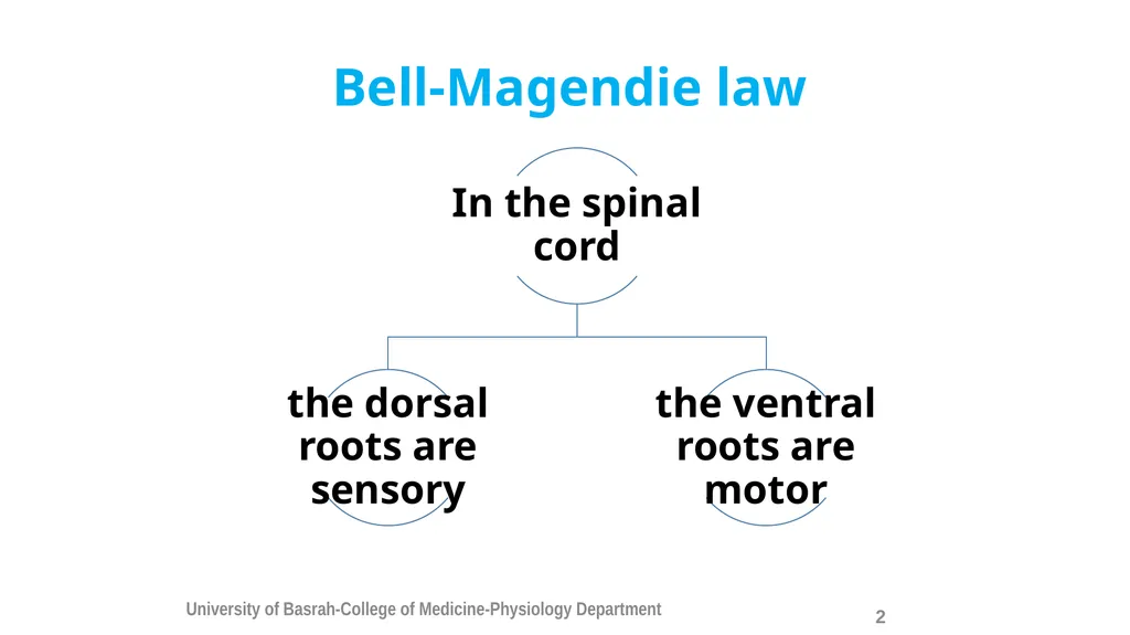 Spinal cord reflexes Lecture1 and 2 Mustafa - slide 3 of 53