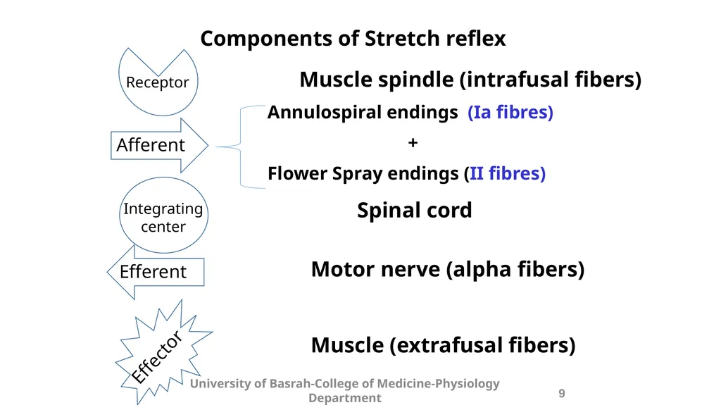 Spinal cord reflexes Lecture1 and 2 Mustafa - slide 11 of 53