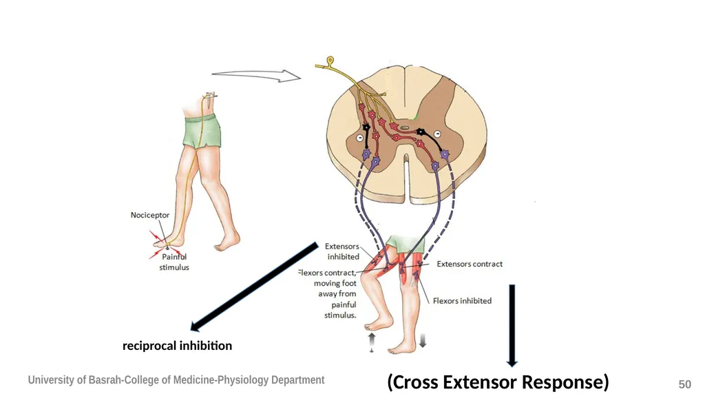 Spinal cord reflexes Lecture1 and 2 Mustafa - slide 51 of 53
