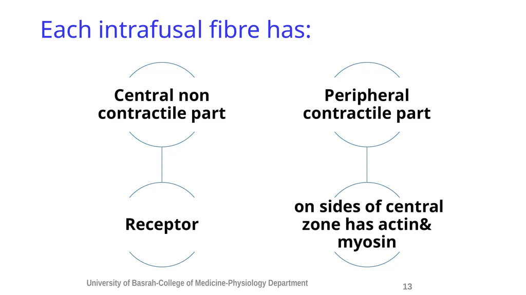 Spinal cord reflexes Lecture1 and 2 Mustafa - slide 14 of 53