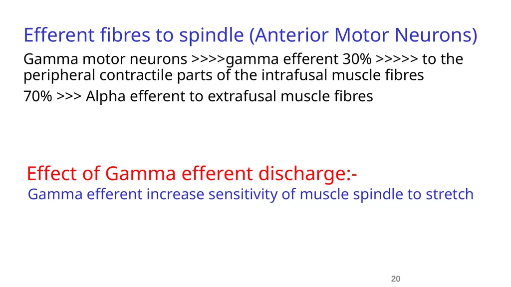 Spinal cord reflexes Lecture1 and 2 Mustafa - slide 21 of 53