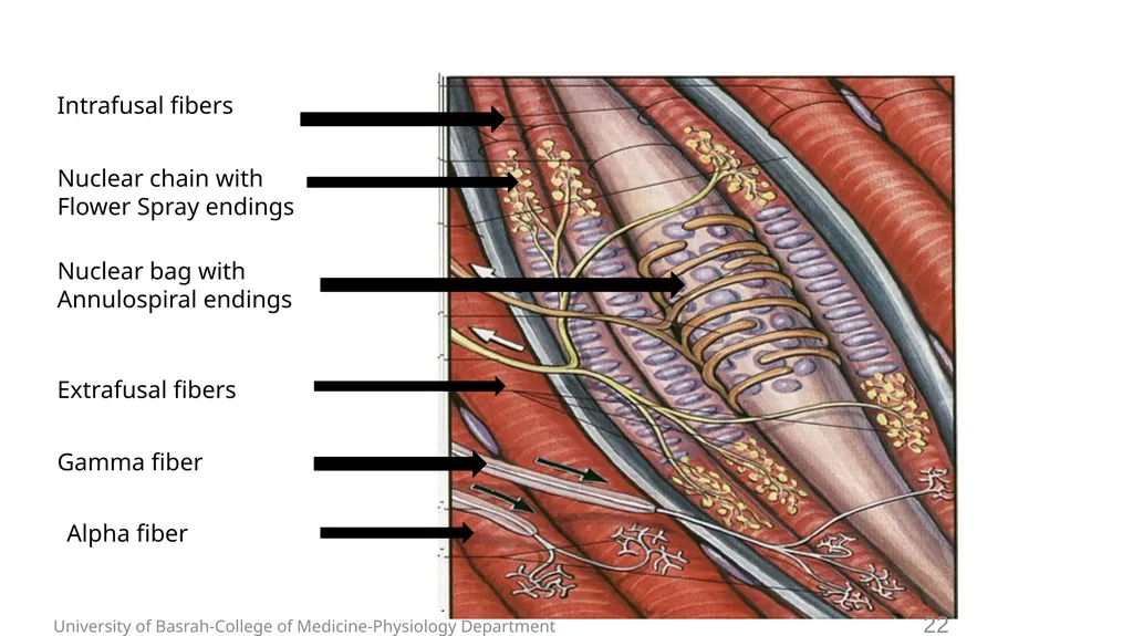 Spinal cord reflexes Lecture1 and 2 Mustafa - slide 23 of 53