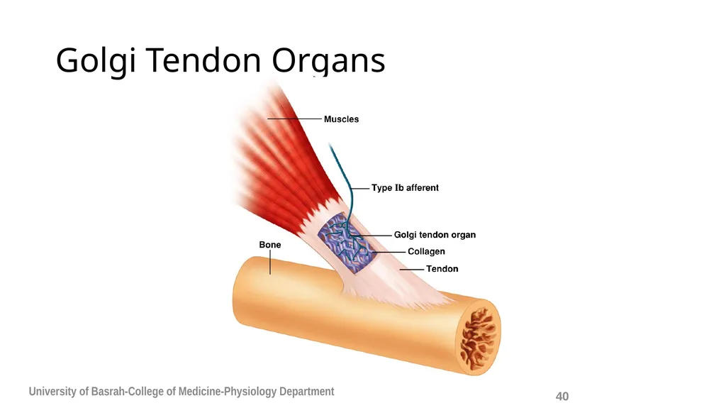 Spinal cord reflexes Lecture1 and 2 Mustafa - slide 41 of 53