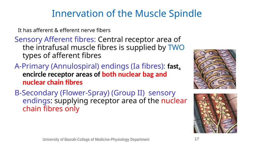 Spinal cord reflexes Lecture1 and 2 Mustafa - slide 19 of 53