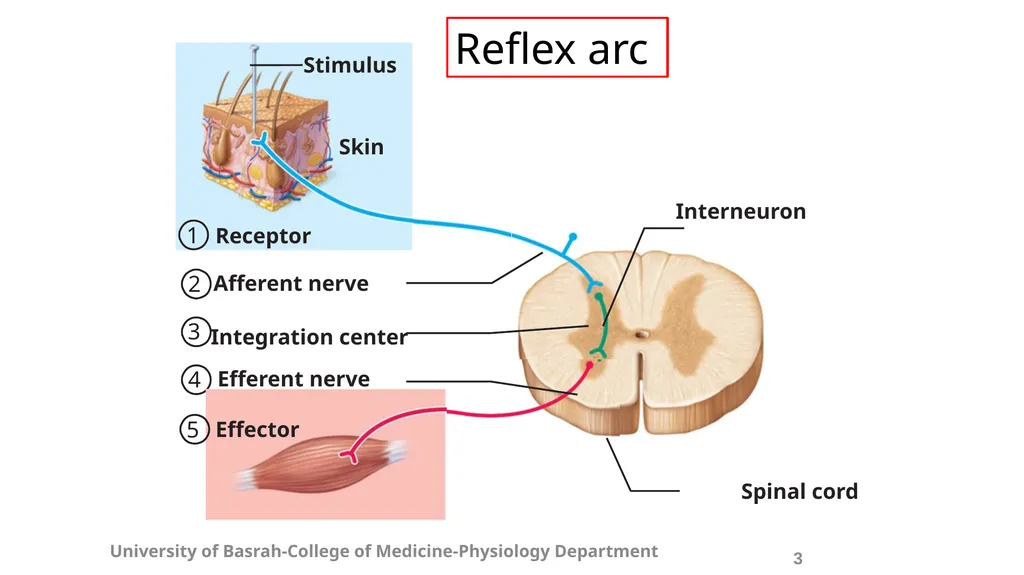 Spinal cord reflexes Lecture1 and 2 Mustafa - slide 5 of 53