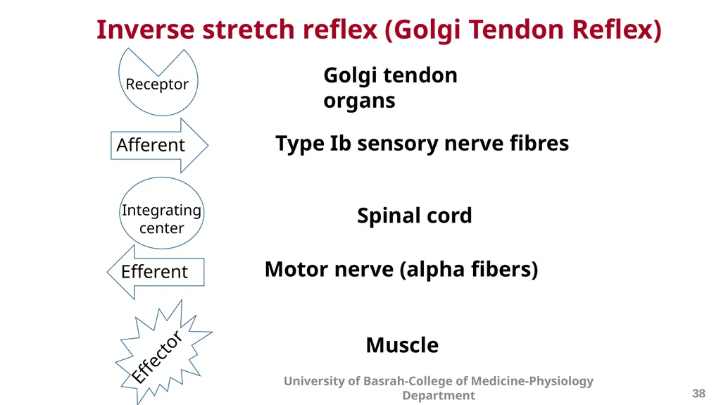 Spinal cord reflexes Lecture1 and 2 Mustafa - slide 39 of 53