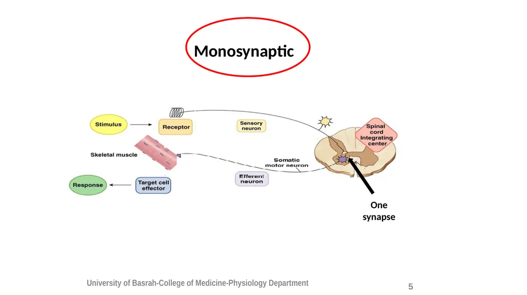 Spinal cord reflexes Lecture1 and 2 Mustafa - slide 7 of 53