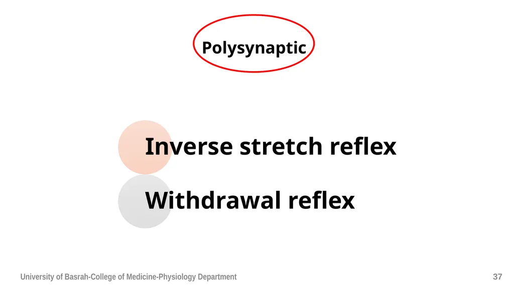 Spinal cord reflexes Lecture1 and 2 Mustafa - slide 38 of 53