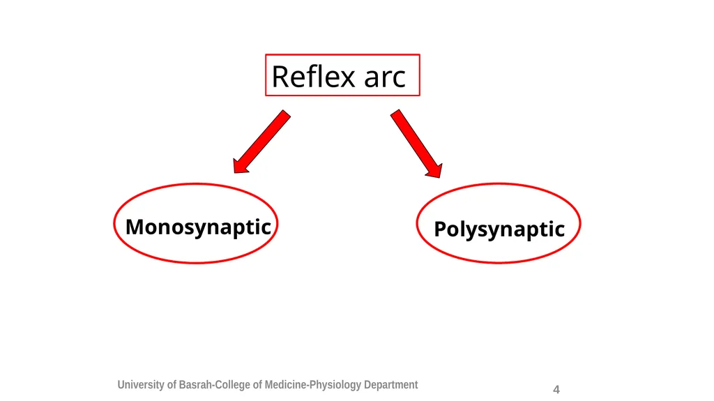 Spinal cord reflexes Lecture1 and 2 Mustafa - slide 6 of 53