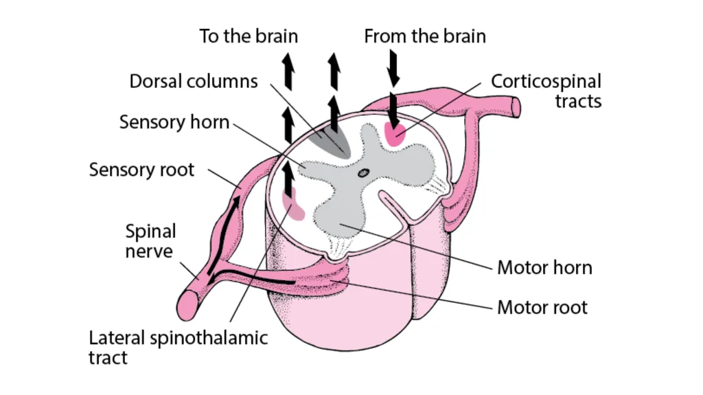 Spinal cord reflexes Lecture1 and 2 Mustafa - slide 4 of 53