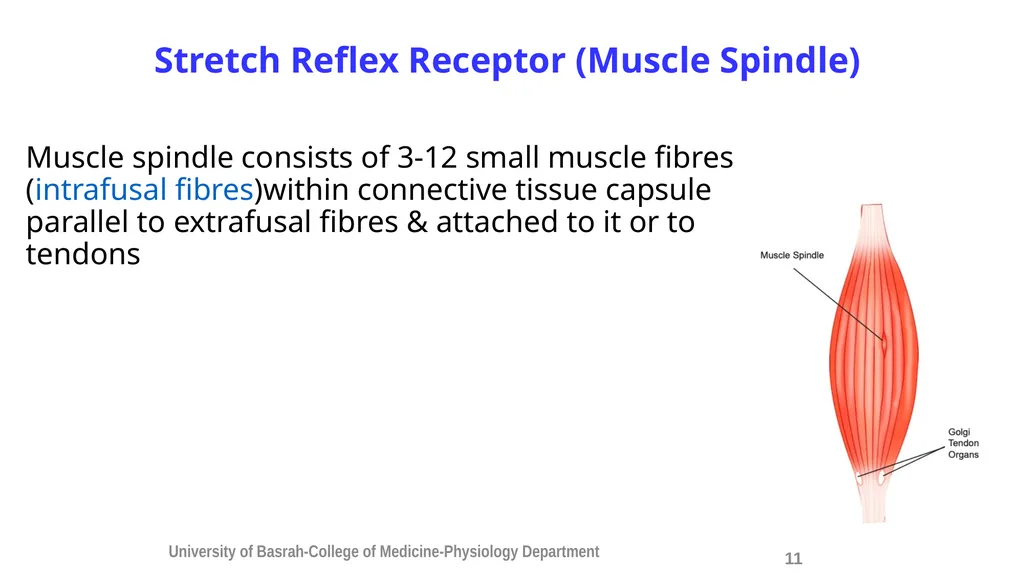 Spinal cord reflexes Lecture1 and 2 Mustafa - slide 13 of 53