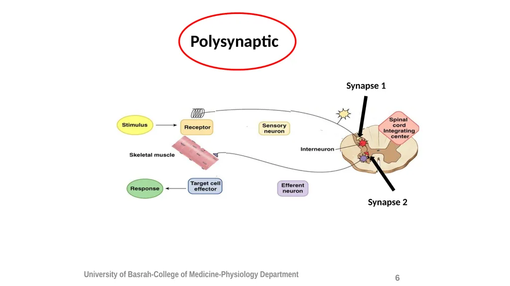 Spinal cord reflexes Lecture1 and 2 Mustafa - slide 8 of 53
