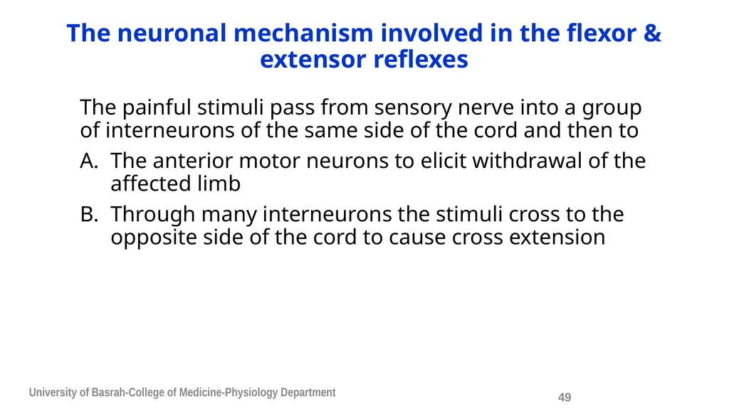 Spinal cord reflexes Lecture1 and 2 Mustafa - slide 50 of 53