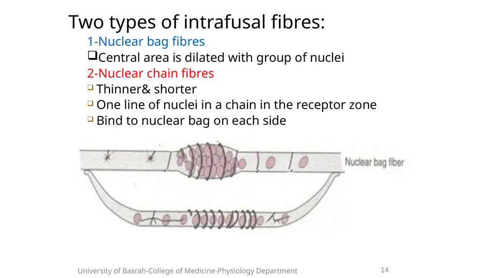 Spinal cord reflexes Lecture1 and 2 Mustafa - slide 16 of 53