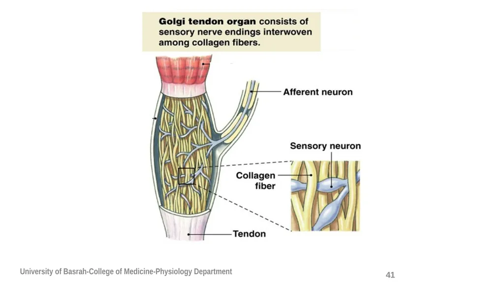 Spinal cord reflexes Lecture1 and 2 Mustafa - slide 42 of 53