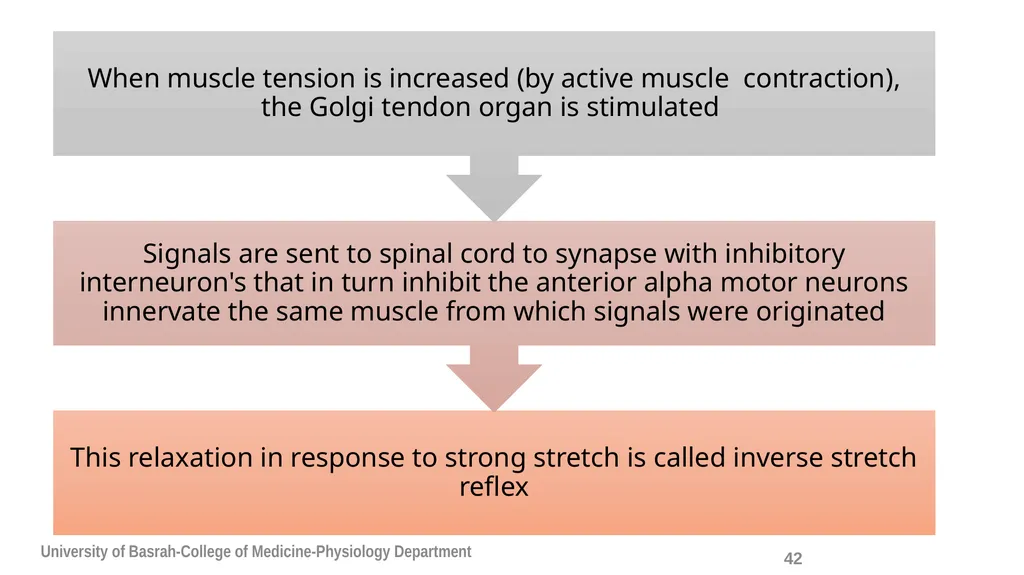 Spinal cord reflexes Lecture1 and 2 Mustafa - slide 43 of 53
