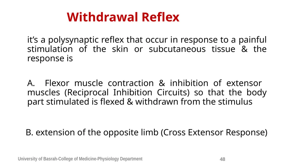 Spinal cord reflexes Lecture1 and 2 Mustafa - slide 49 of 53