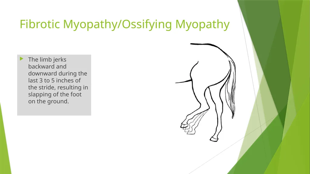 LAMENESS PART -III Fourth Professional(OLD) Dr. - slide 5 of 5