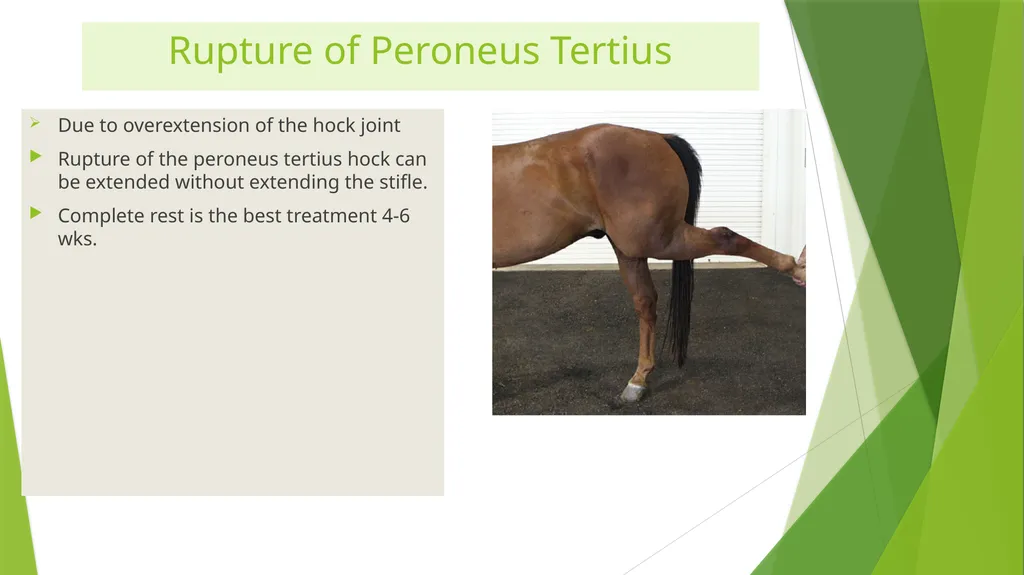 LAMENESS PART -III Fourth Professional(OLD) Dr. - slide 4 of 5