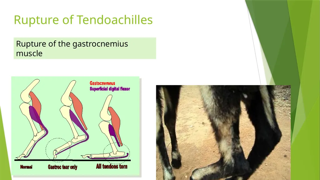 LAMENESS PART -III Fourth Professional(OLD) Dr. - slide 2 of 5