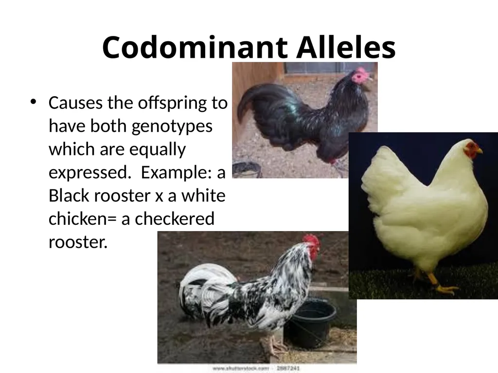 Gene Expression/ Inheritance Patterns 10th Grade - slide 4 of 7