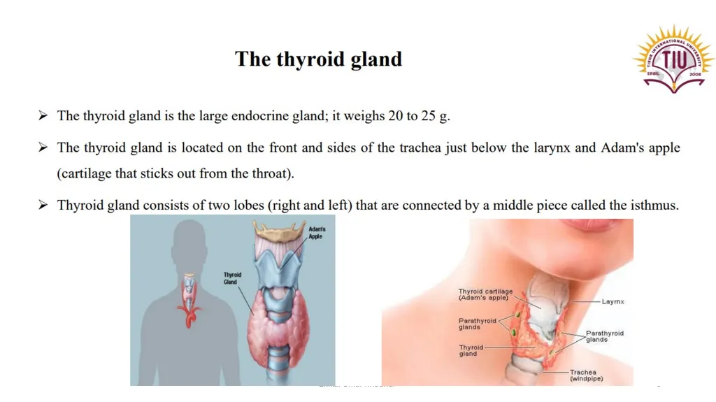 Thyroid gland Zhikal O. Khudhur Endocrinology BIO - slide 3 of 23