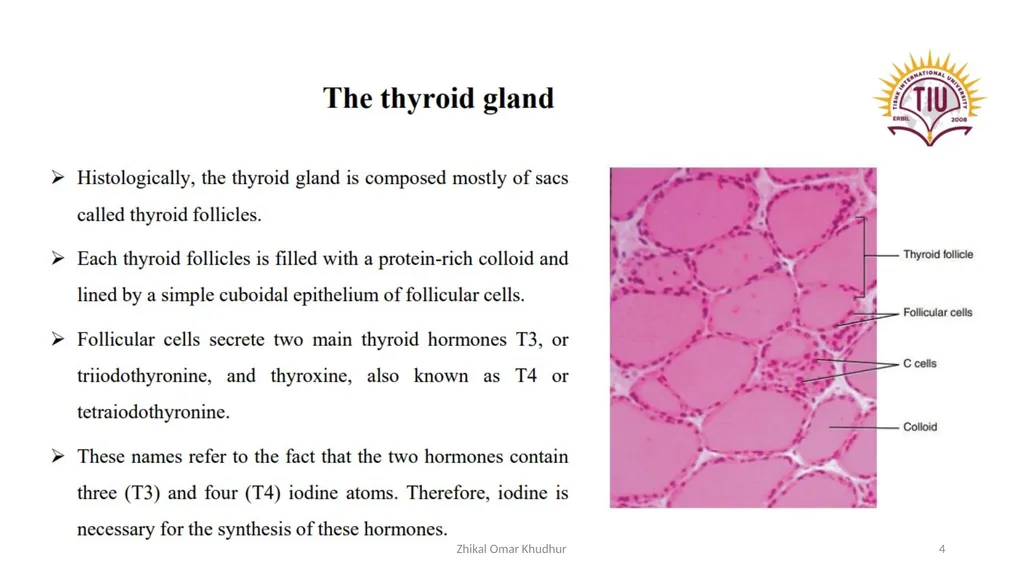 Thyroid gland Zhikal O. Khudhur Endocrinology BIO - slide 4 of 23