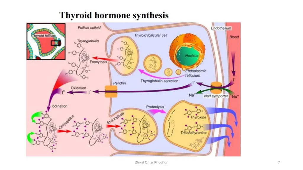 Thyroid gland Zhikal O. Khudhur Endocrinology BIO - slide 7 of 23