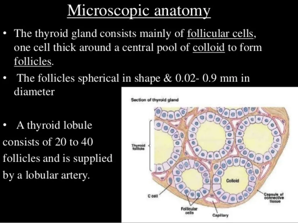 THYROID GLAND-part 1 DR. SHEETAL JAIN Thyroid - slide 11 of 18