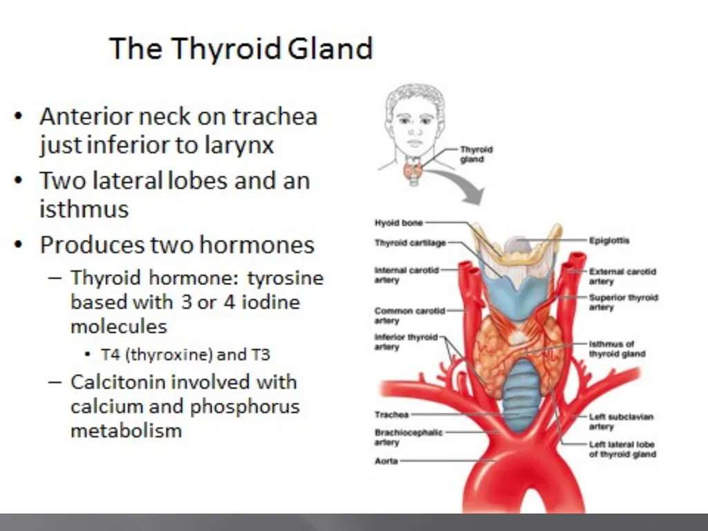 THYROID GLAND-part 1 DR. SHEETAL JAIN Thyroid - slide 3 of 18