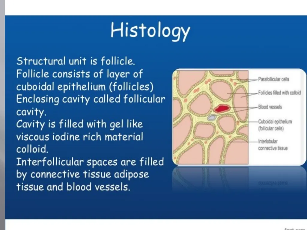 THYROID GLAND-part 1 DR. SHEETAL JAIN Thyroid - slide 8 of 18