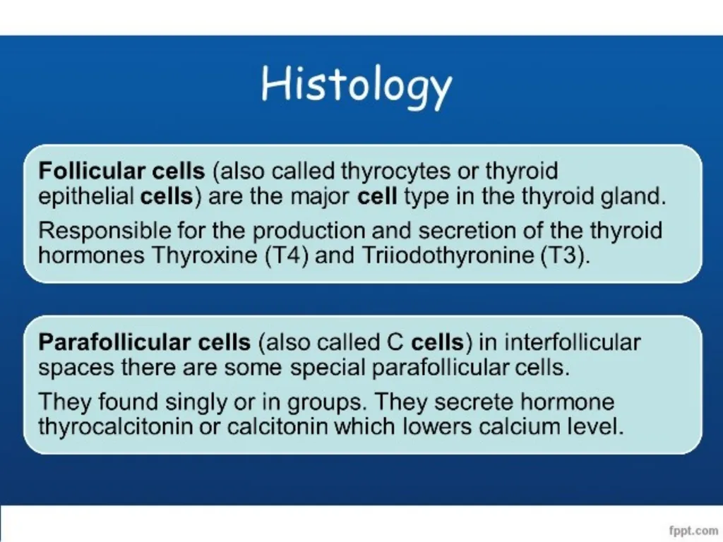 THYROID GLAND-part 1 DR. SHEETAL JAIN Thyroid - slide 9 of 18