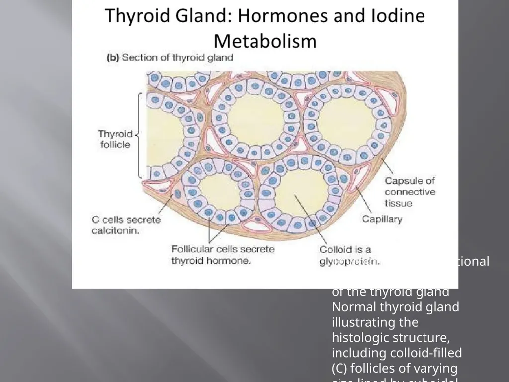 THYROID GLAND-part 1 DR. SHEETAL JAIN Thyroid - slide 7 of 18