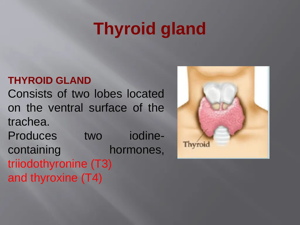 THYROID GLAND-part 1 DR. SHEETAL JAIN Thyroid - slide 2 of 18