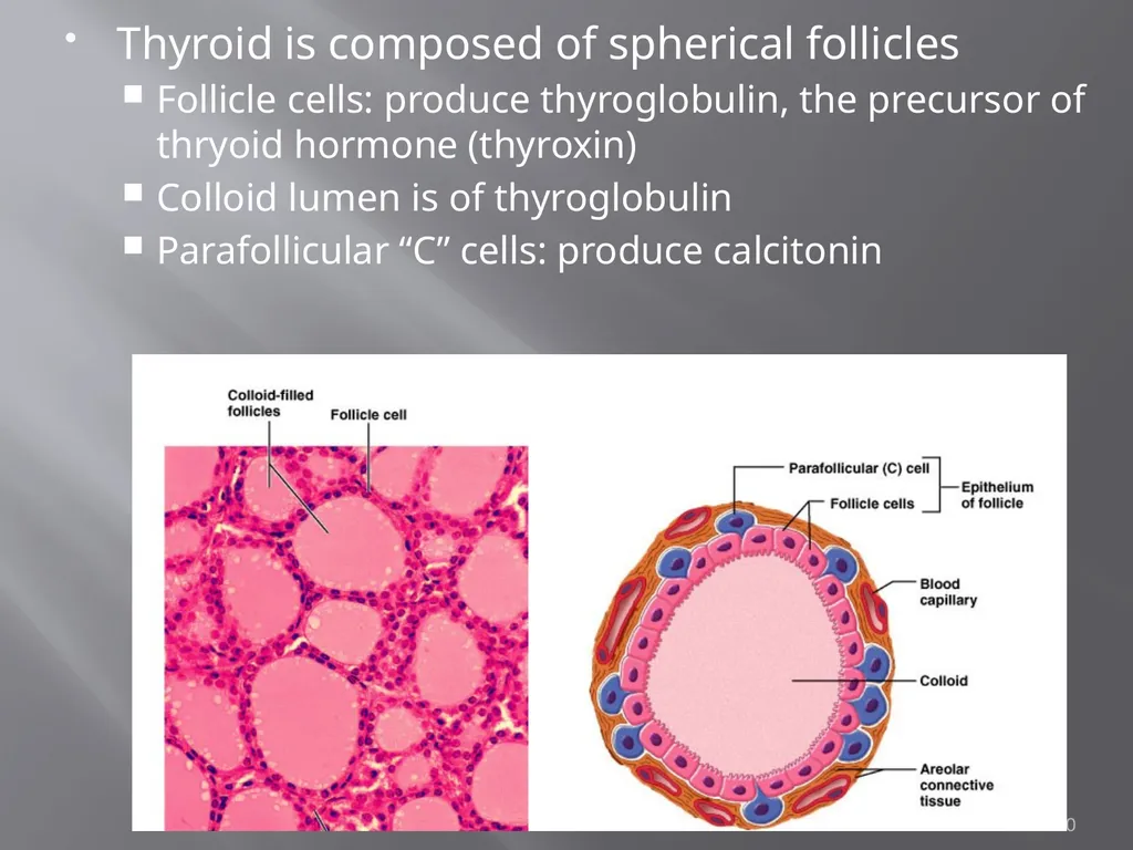 THYROID GLAND-part 1 DR. SHEETAL JAIN Thyroid - slide 10 of 18