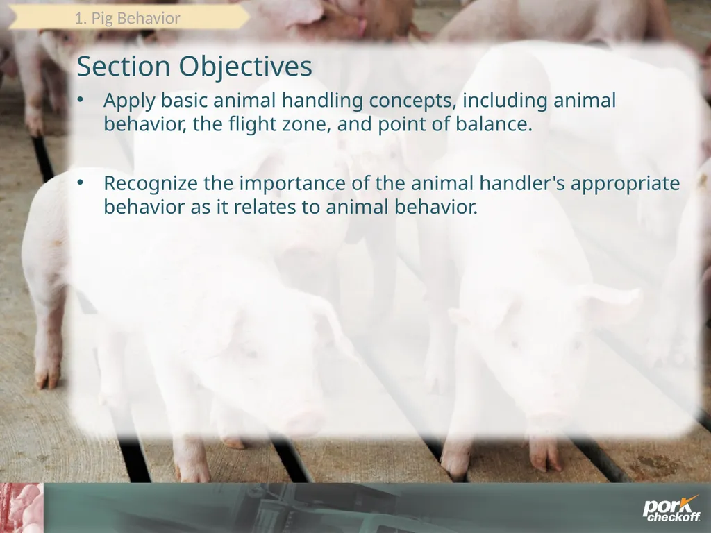 Pig Behavior Handling Fitness of Pig ! Section - slide 6 of 53