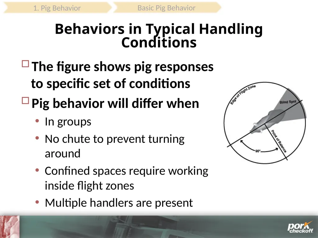 Pig Behavior Handling Fitness of Pig ! Section - slide 12 of 53