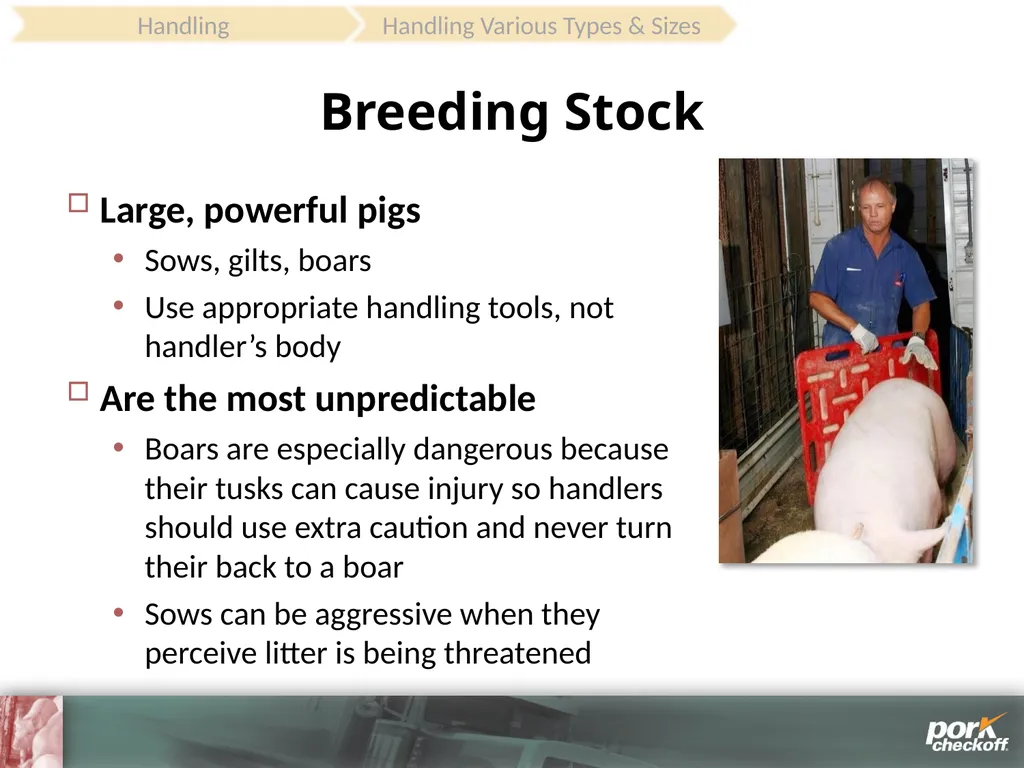 Pig Behavior Handling Fitness of Pig ! Section - slide 34 of 53