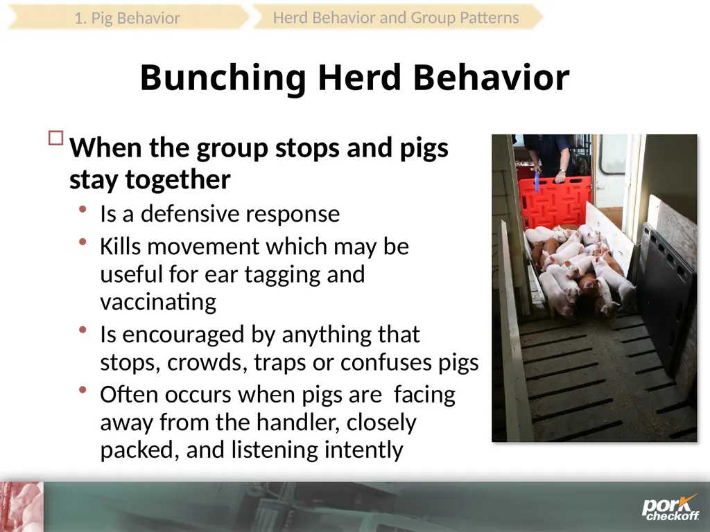 Pig Behavior Handling Fitness of Pig ! Section - slide 24 of 53