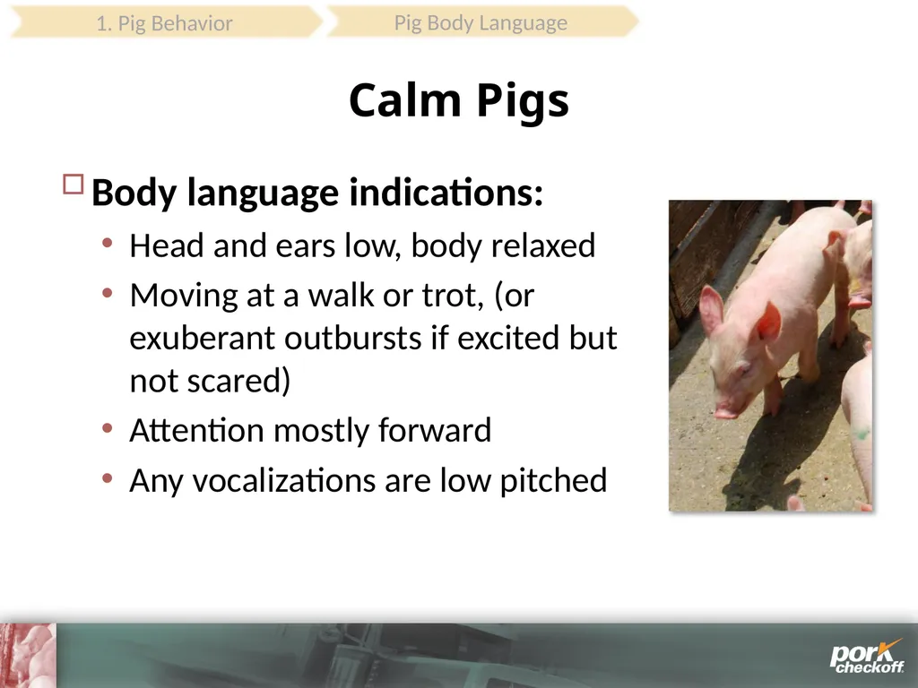 Pig Behavior Handling Fitness of Pig ! Section - slide 16 of 53