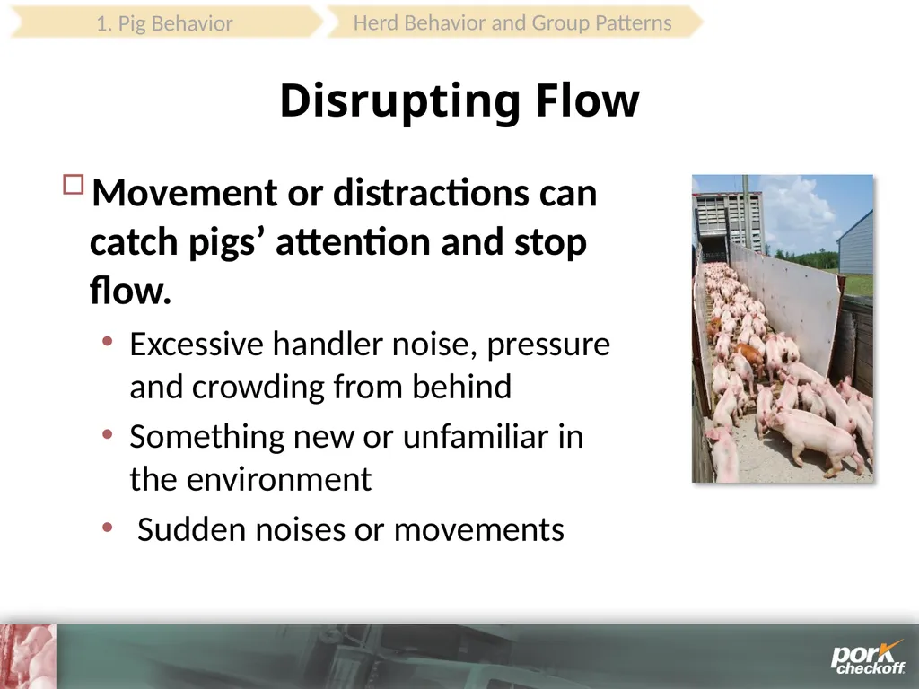 Pig Behavior Handling Fitness of Pig ! Section - slide 22 of 53