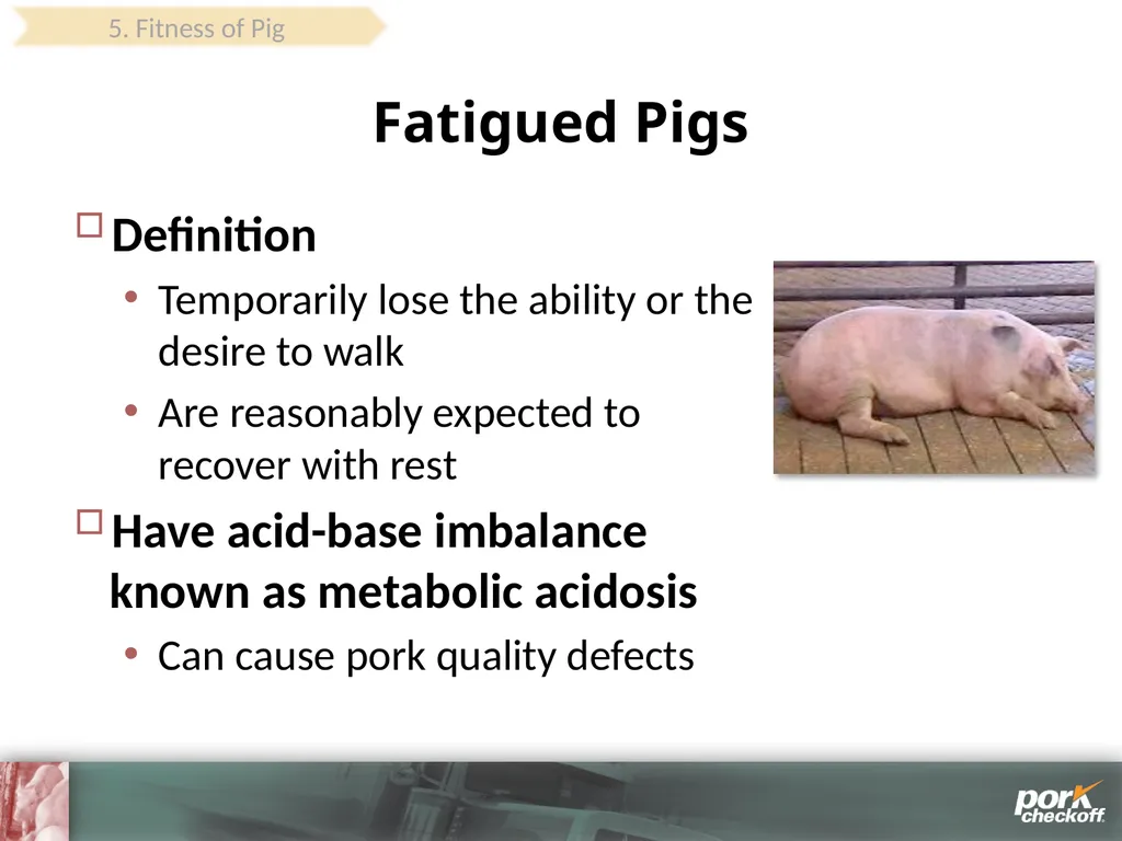 Pig Behavior Handling Fitness of Pig ! Section - slide 48 of 53