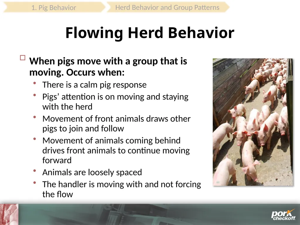 Pig Behavior Handling Fitness of Pig ! Section - slide 21 of 53