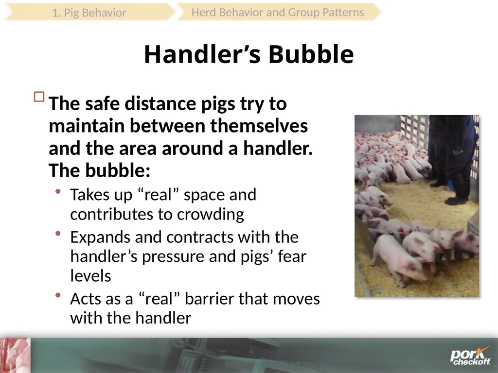 Pig Behavior Handling Fitness of Pig ! Section - slide 25 of 53