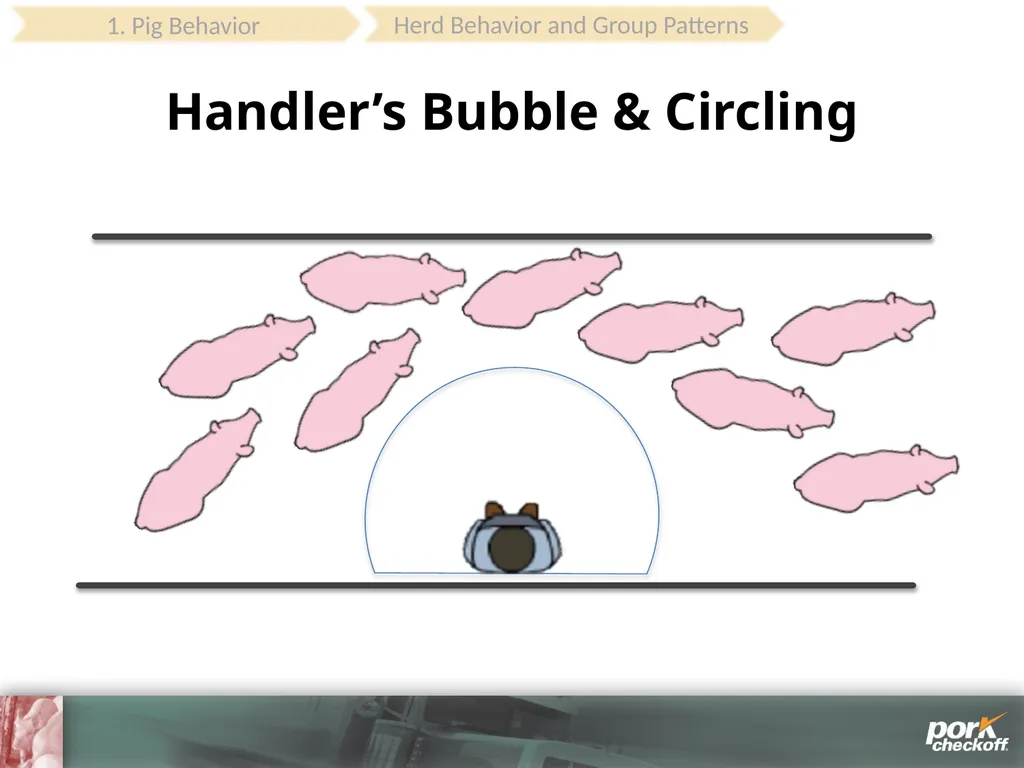 Pig Behavior Handling Fitness of Pig ! Section - slide 26 of 53